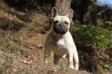 BOULEDOGUE FRANCAIS 539